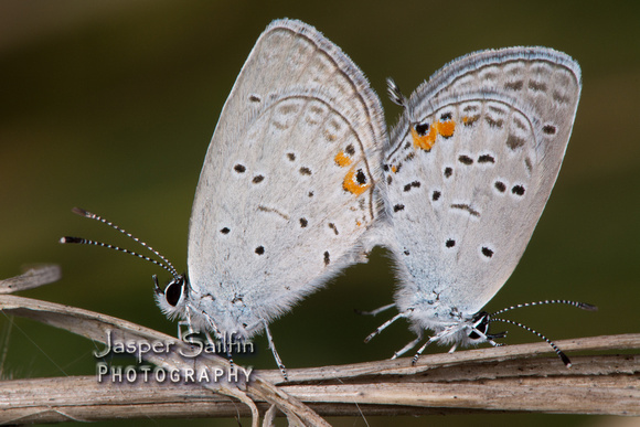 Eastern Tailed-Blue (Cupido comyntas) pair mating