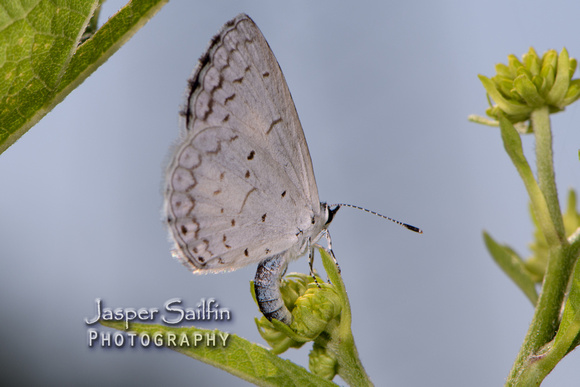 Summer Azure (Celastrina neglecta) female ovipositing on wingstem