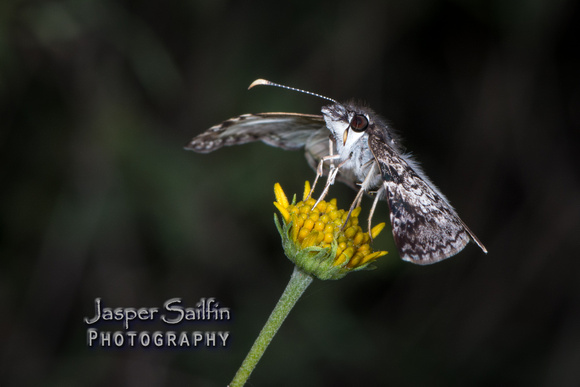 White-patched Skipper (Chiomara asychis)