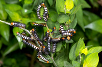 Caterpillars—LRGV