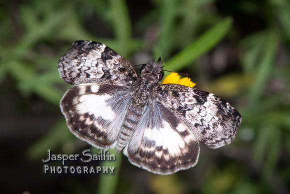White-patched Skipper (Chiomara asychis)