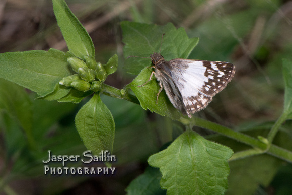 East-Mexican White-Skipper (Heliopetes sublinea)