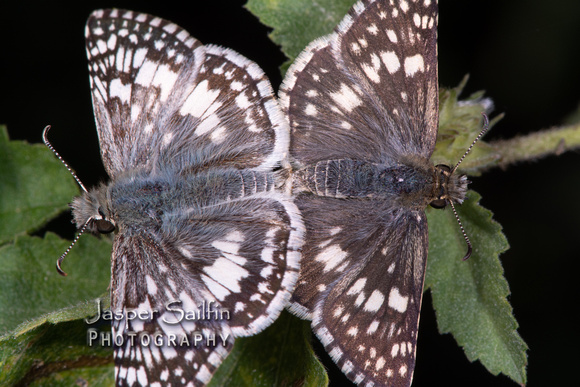 White (or Common) Checkered-Skipper (Pyrgus albescens or P. communis) pair mating