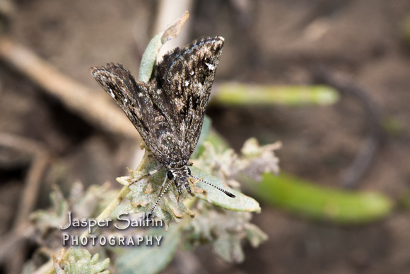 Saltbush Sootywing (Hesperopsis alpheus)