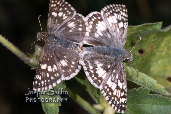White (or Common) Checkered-Skipper (Pyrgus albescens or P. communis) pair mating
