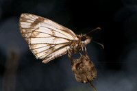 Spread-winged Skippers (Pyrginae)—LRGV