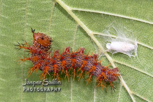 Question Mark (Polygonia interrogationis) caterpillar