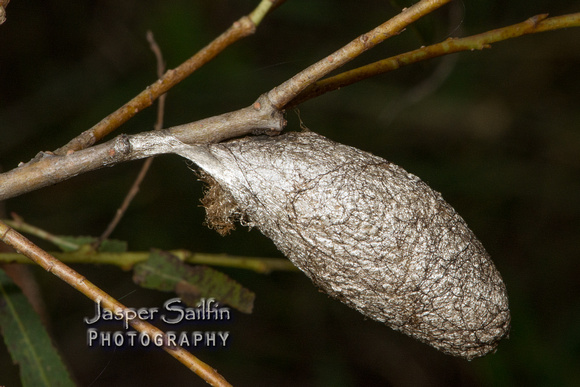 Rothschildia lebeau forbesi cocoon in willow (Salix)