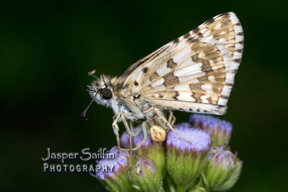 White (or Common) Checkered-Skipper (Pyrgus albescens or P. communis) and spider