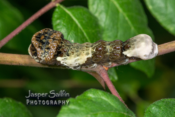 Giant Swallowtail (Papilio cresphontes) caterpillar