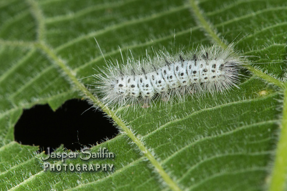 Hickory Tussock Moth (Lophocampa caryae) caterpillar on Hackberry