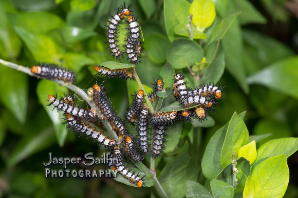 Crimson Patch (Chlosyne janais) caterpillars