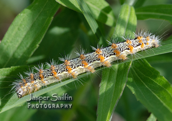 Henry's Marsh Moth (Simyra henrici) caterpillar