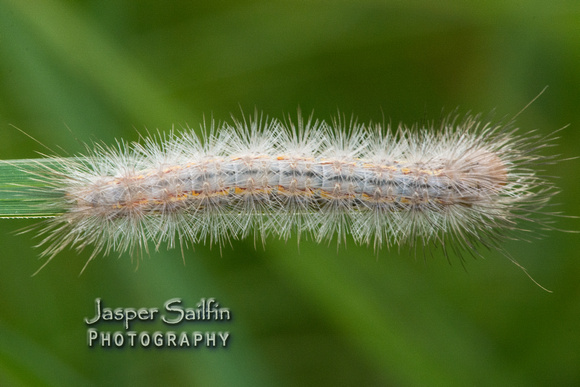 Yellow-collared Scape Moth (Cisseps fulvicollis) caterpillar