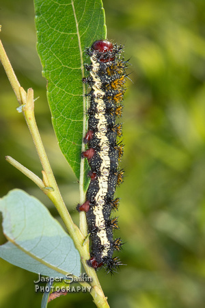 Hemileuca "Great Lakes Complex" caterpillar