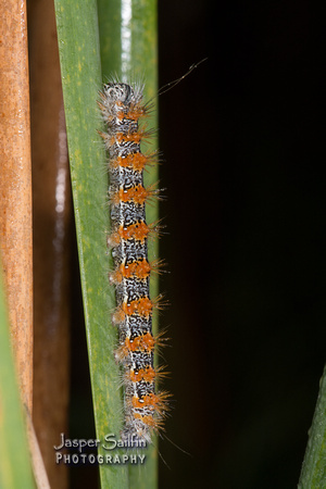 Henry's Marsh Moth (Simyra insularis) caterpillar?