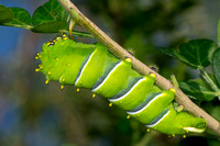 Caterpillars—North America