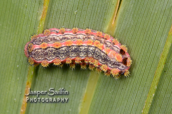 Pin-striped Vermilion Slug Moth (Monoleuca semifascia) caterpillar
