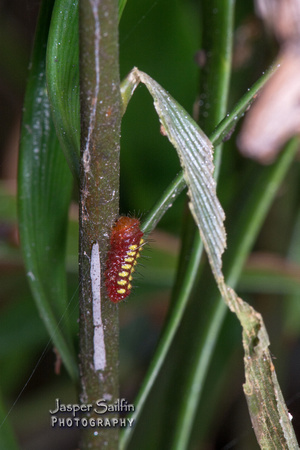 Atala Hairstreak (Eumaeus atala) caterpillar
