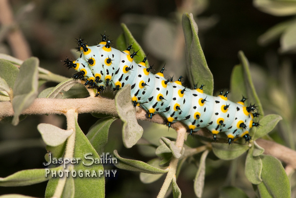 Calleta silkmoth (Eupackardia calleta) caterpillar