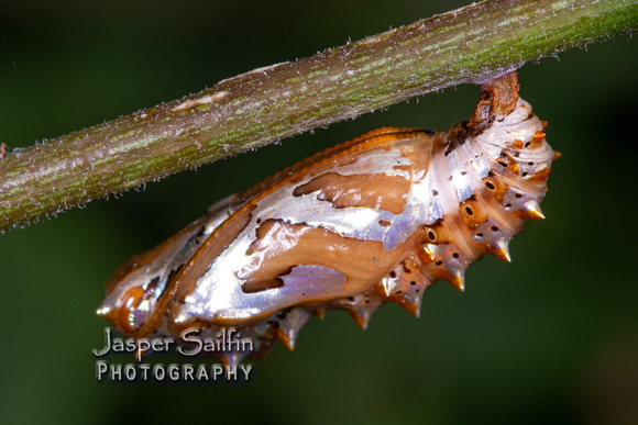 Mexican Fritillary (Euptoieta hegesia) chrysalis