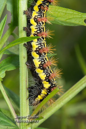 Smeared Dagger Moth (Acronicta oblinita) caterpillar
