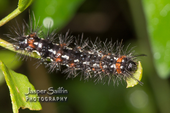 Yellow-Winged Pareuchaetes (Pareuchaetes insulata) caterpillar