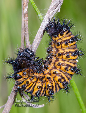 Baltimore Checkerspot (Euphydryas phaeton) caterpillar prior to chrysalis formation
