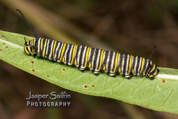 Monarch (Danaus plexippus) caterpillar