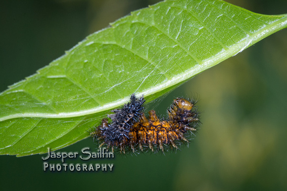 Harris's Checkerspot (Chlosyne harrisii) or Baltimore Checkerspot (Euphydryas phaeton) caterpillar