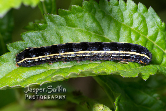 Yellow-striped Armyworm Moth (Spodoptera ornithogalli) caterpillar?