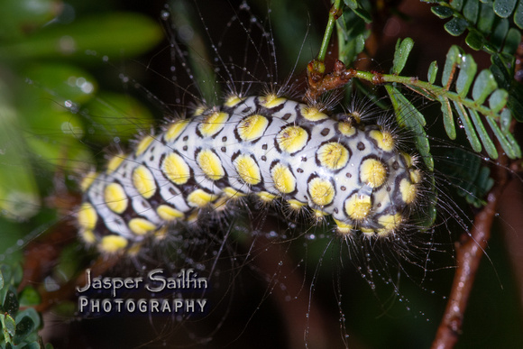White Flannel Moth (Norape virgo) caterpillar