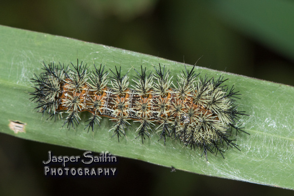 Automeris sp. caterpillar feeding on grasses in coastal marsh