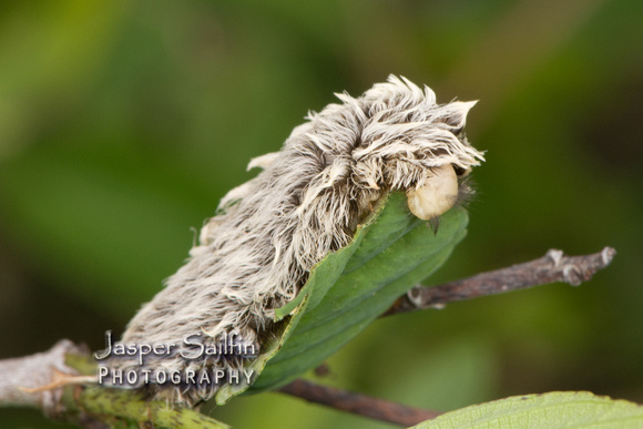 Southern Flannel Moth (Megalopyge opercularis) caterpillar