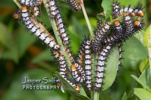 Crimson Patch (Chlosyne janais) caterpillars