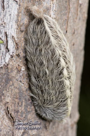 Southern Flannel Moth (Megalopyge opercularis) caterpillar