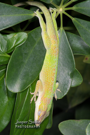 Green Anole (Anolis carolinensis)