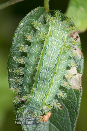 Nanina Oak-Slug Moth (Euclea nanina) caterpillar ?