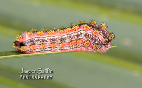 Pin-striped Vermilion Slug Moth (Monoleuca semifascia) caterpillar