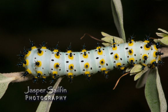 Calleta silkmoth (Eupackardia calleta) caterpillar