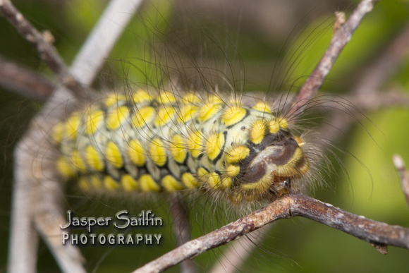 White Flannel Moth (Norape virgo) caterpillar
