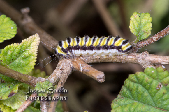 Grapeleaf Skeletonizer (Harrisina americana) caterpillar