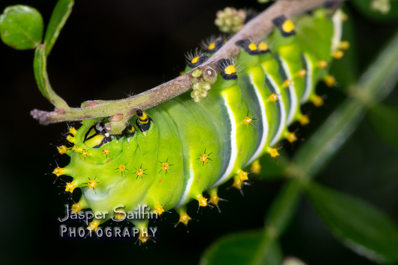 Forbes' Silkmoth (Rothschildia lebeau forbesi) caterpillar
