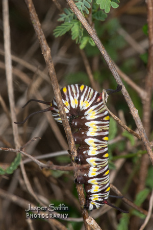 Queen (Danaus gilippus) caterpillar