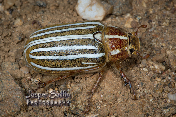 Ten-lined June Beetle (Polyphylla decemlineata)
