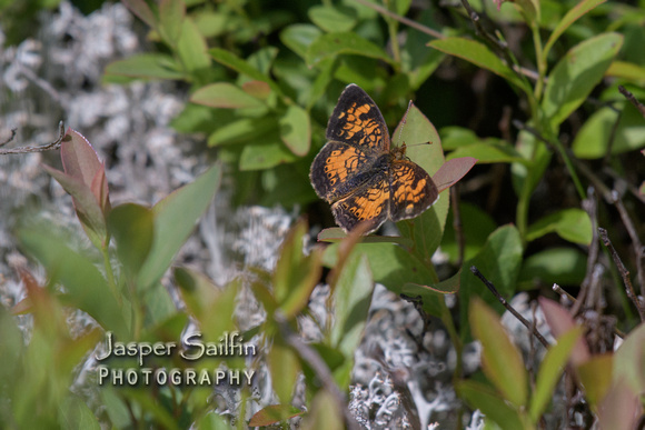 Northern Crescent (Phyciodes selenis)