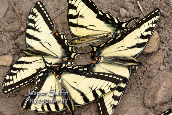 Canadian Tiger Swallowtails (Papilio canadensis)