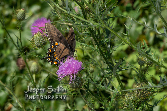 Eastern Tiger Swallowtail (Papilio glaucus). Dark form female