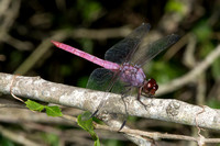 Dragonflies & Damselflies (Odonata)—LRGV