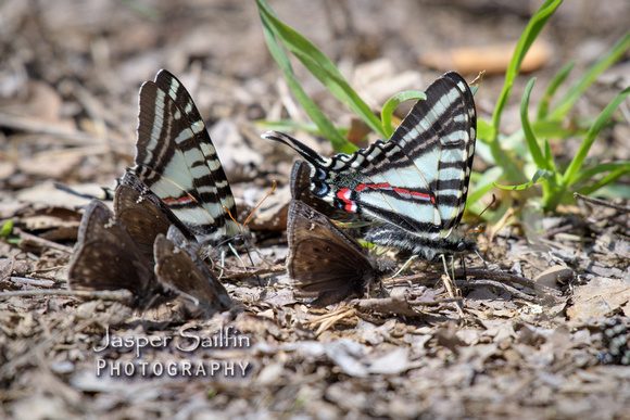 Zebra Swallowtail (Eurytides marcellus) spring form